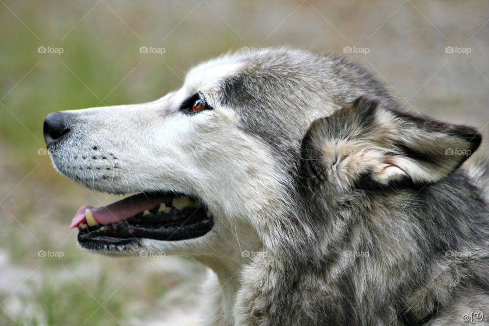 Husky Profile