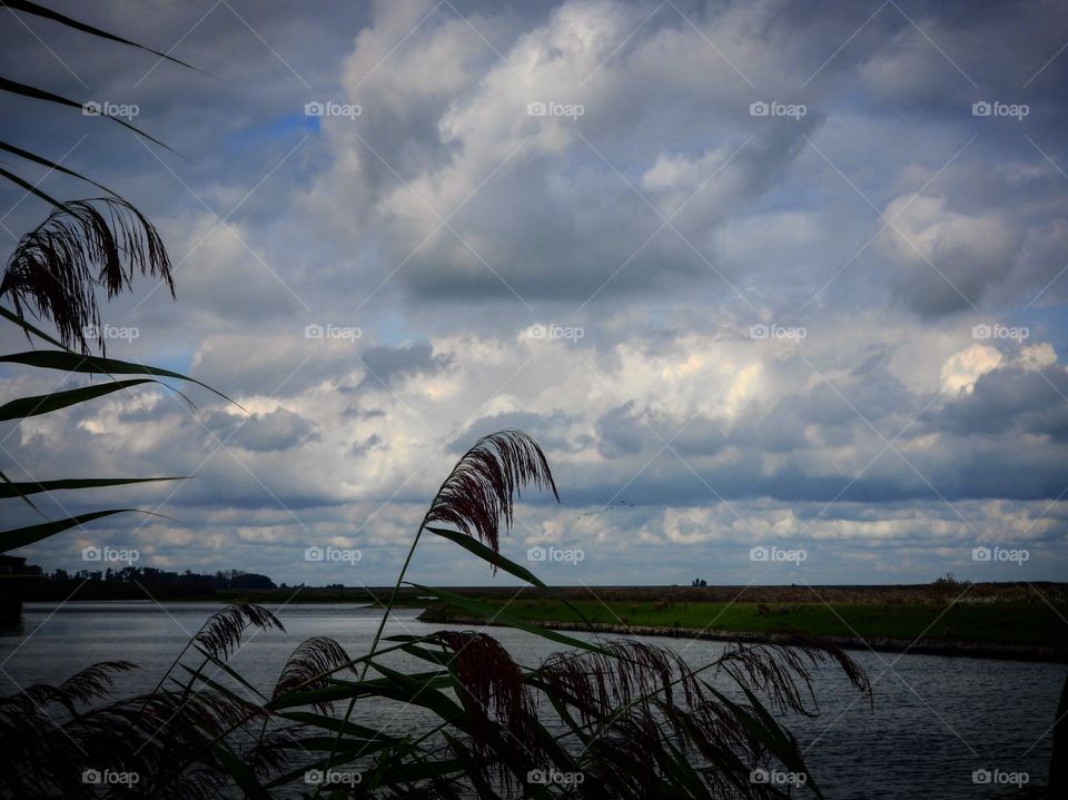 Oostvaardersplassen Netherlands