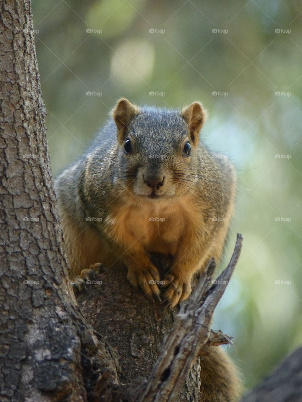 Squirrel perched in a tree 