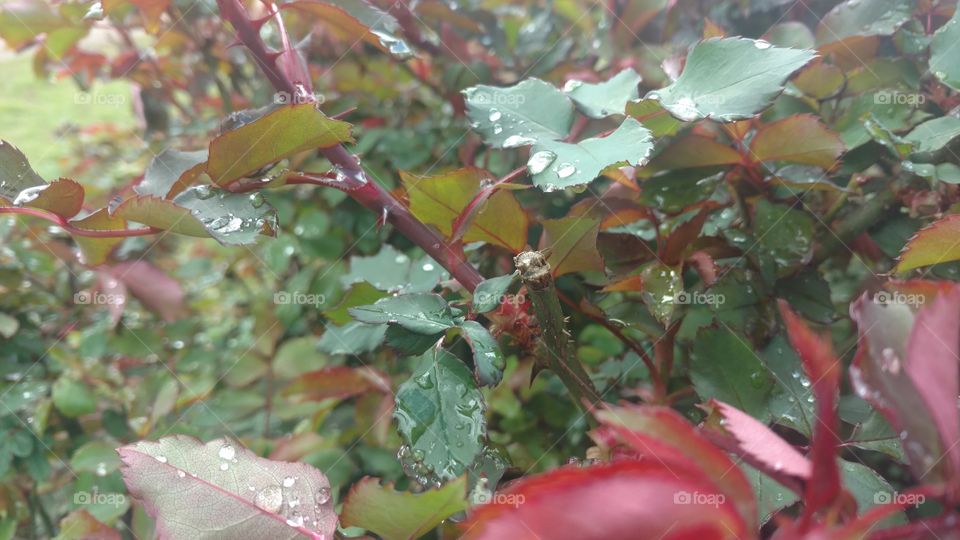 Leaf, Nature, Flora, Tree, Color