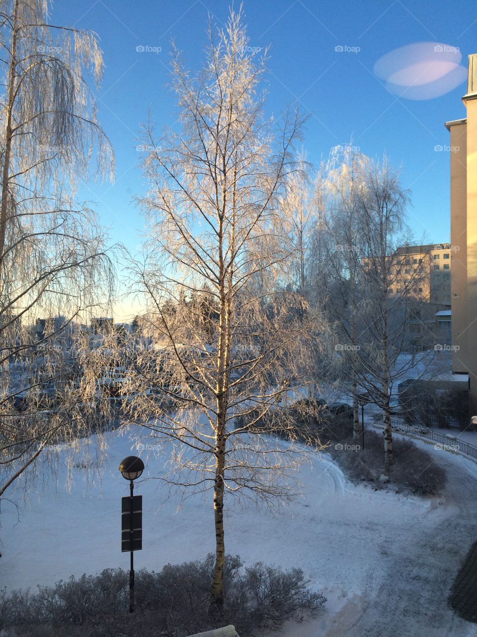 Winter, Snow, Tree, No Person, Outdoors