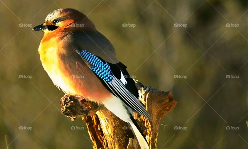 bird, wooden, natural, colour birds,