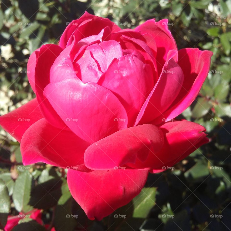 perfect rose