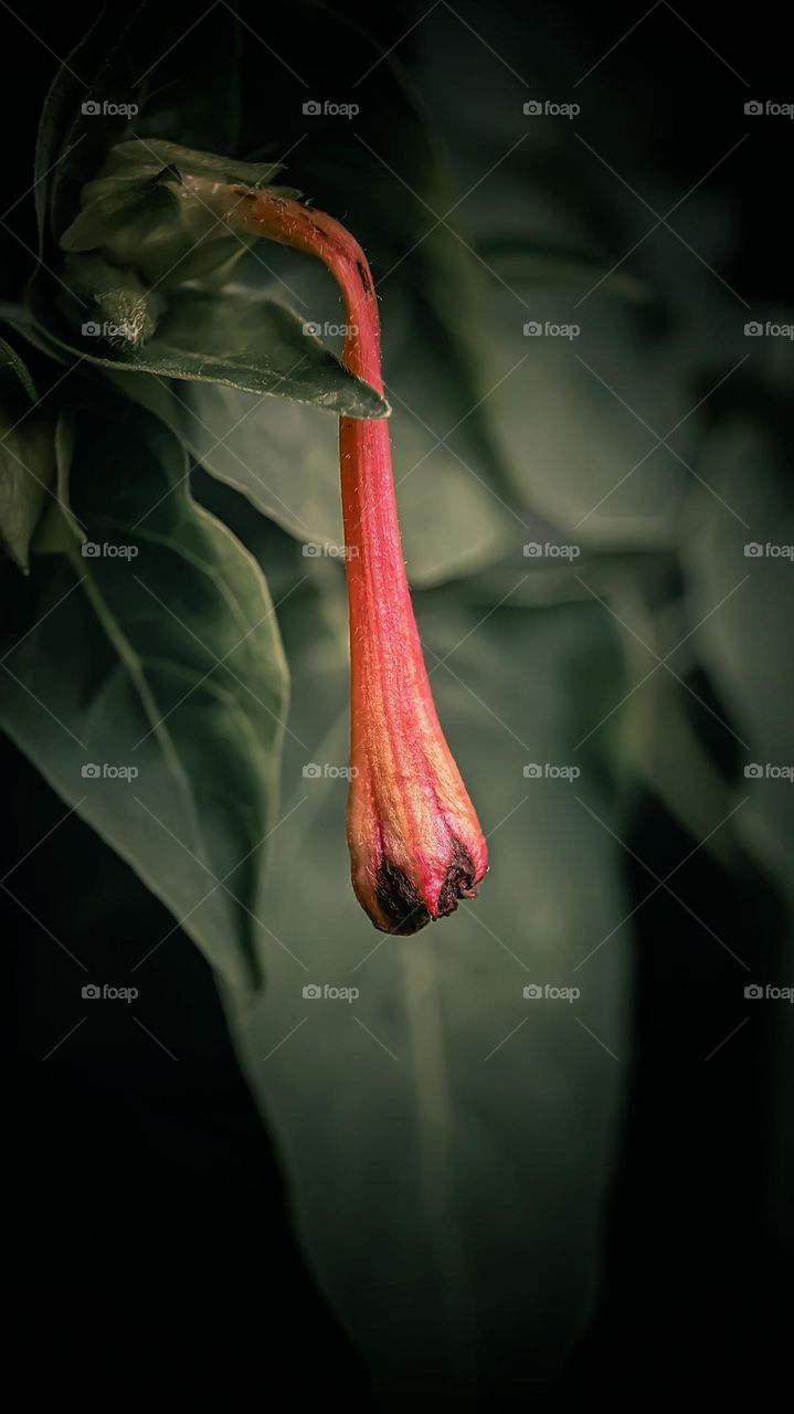 Fuchsia boliviana flower