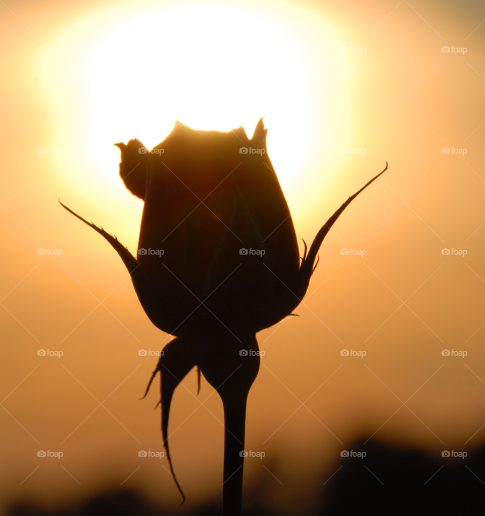 love rose spirit rose silhouette by lightanddrawing