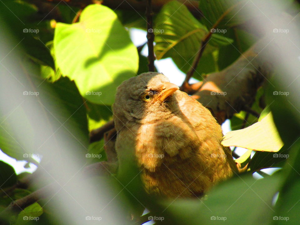 Jungle babbler bird or (Turdoides striata) or beautiful seven sisters or angry bird