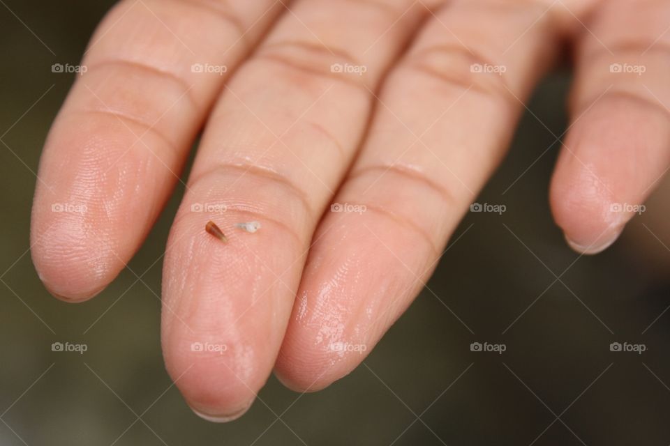 Tiny seashells on finger tip