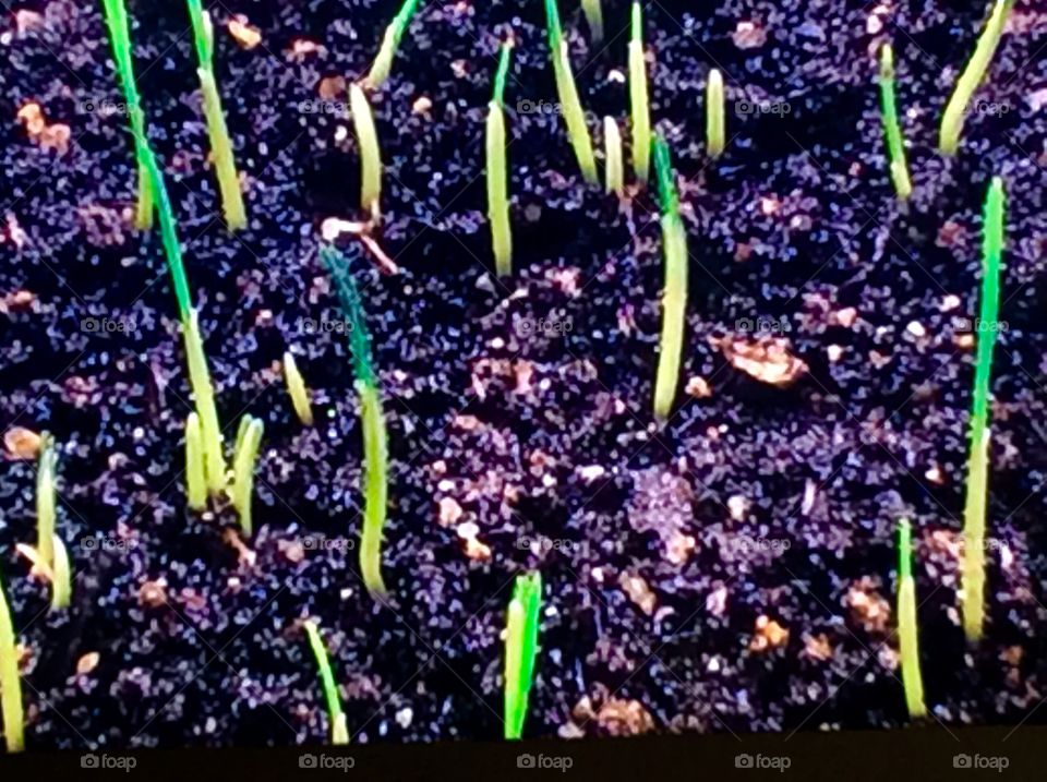 Grass seedlings 