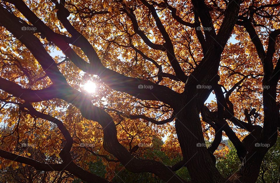 Autumn season 🍂 Sunny day☀️ Old Oak 🧡