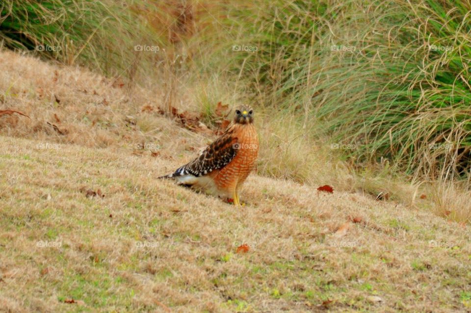 Red tail hawk