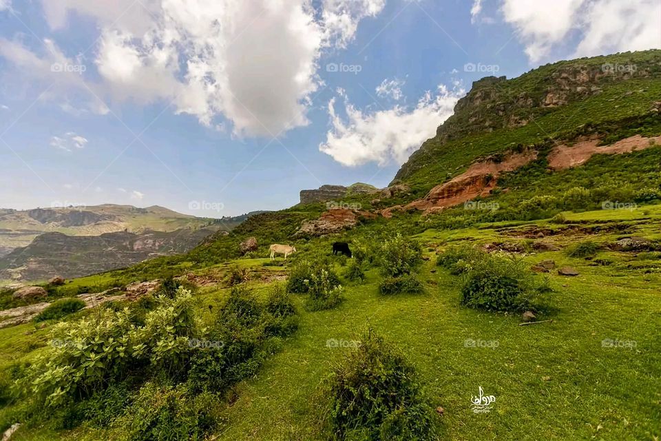 The image embodies a natural natural plate of the mountains of nature, where green agricultural stands are graded on the slopes as if they were lines of a poem, which fog harmoniously wrapped, and clouds hugged them in the mountain knife and the whis