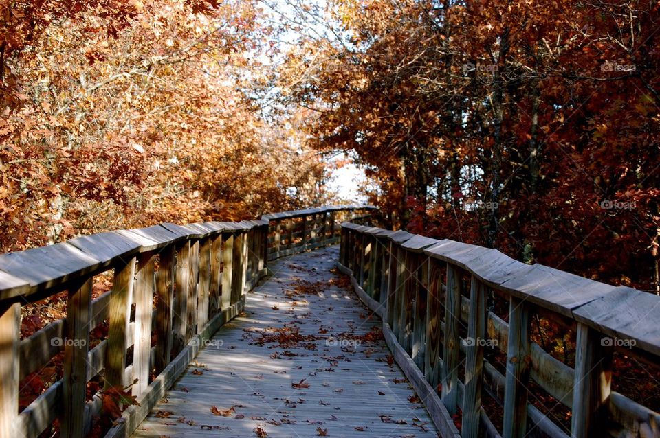 bridge forest group1 by refocusphoto