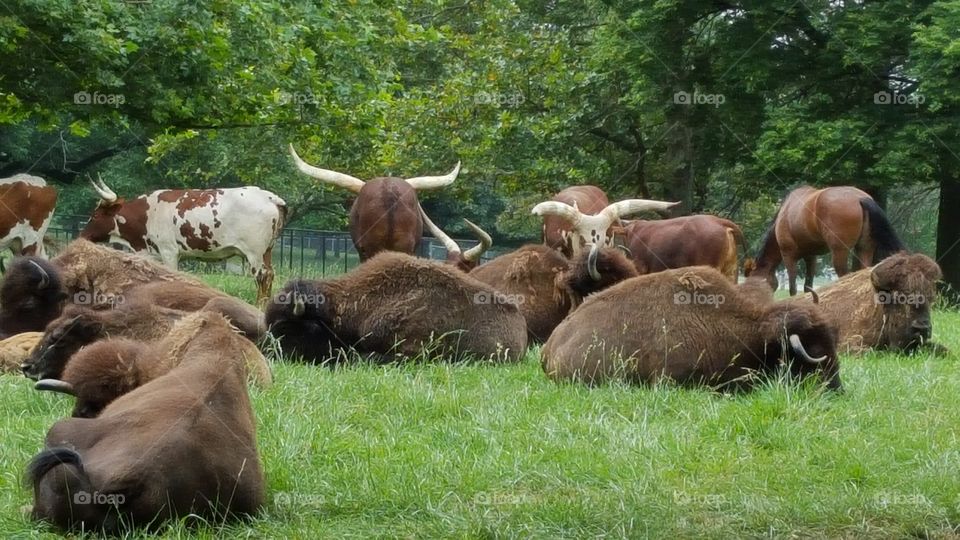 Longhorn cattle herd at rest
