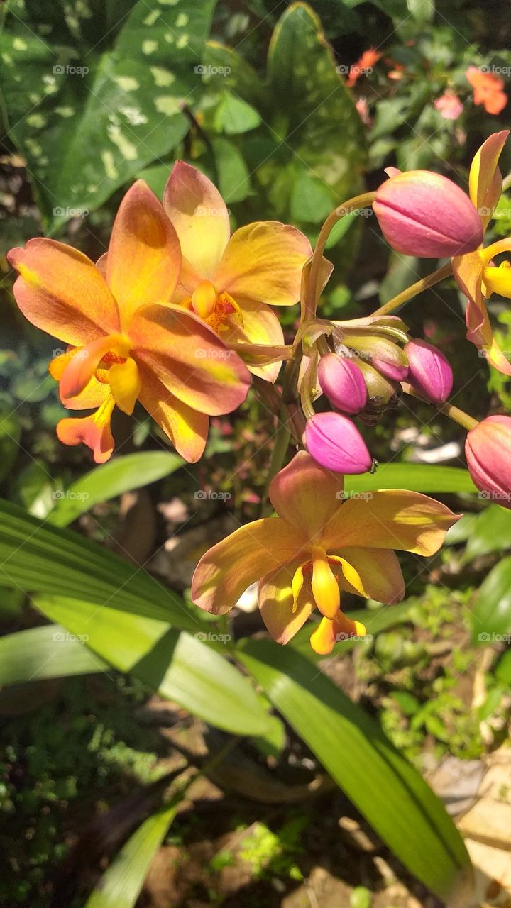 Ground orchid in a sunny day