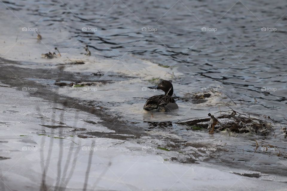 Duck by the frozen edge of the inlet