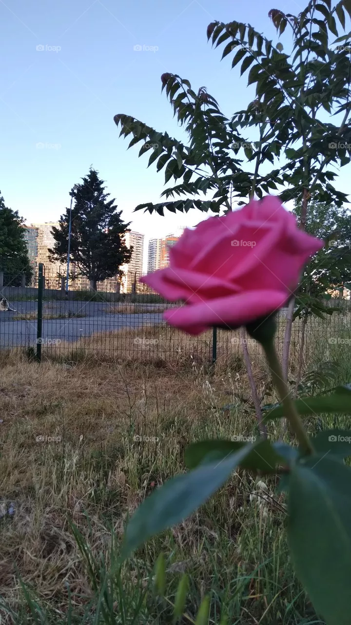 flower