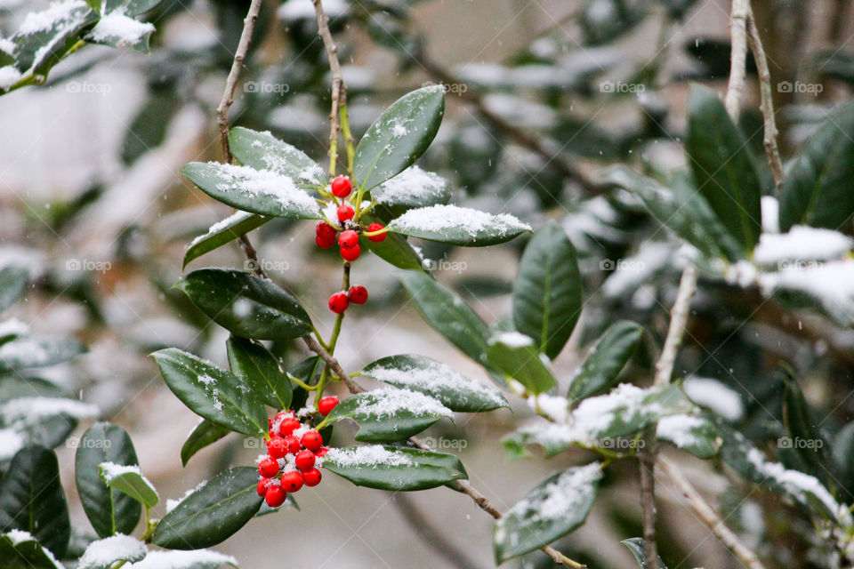 Freshly Fallen Snow on Holly Berries