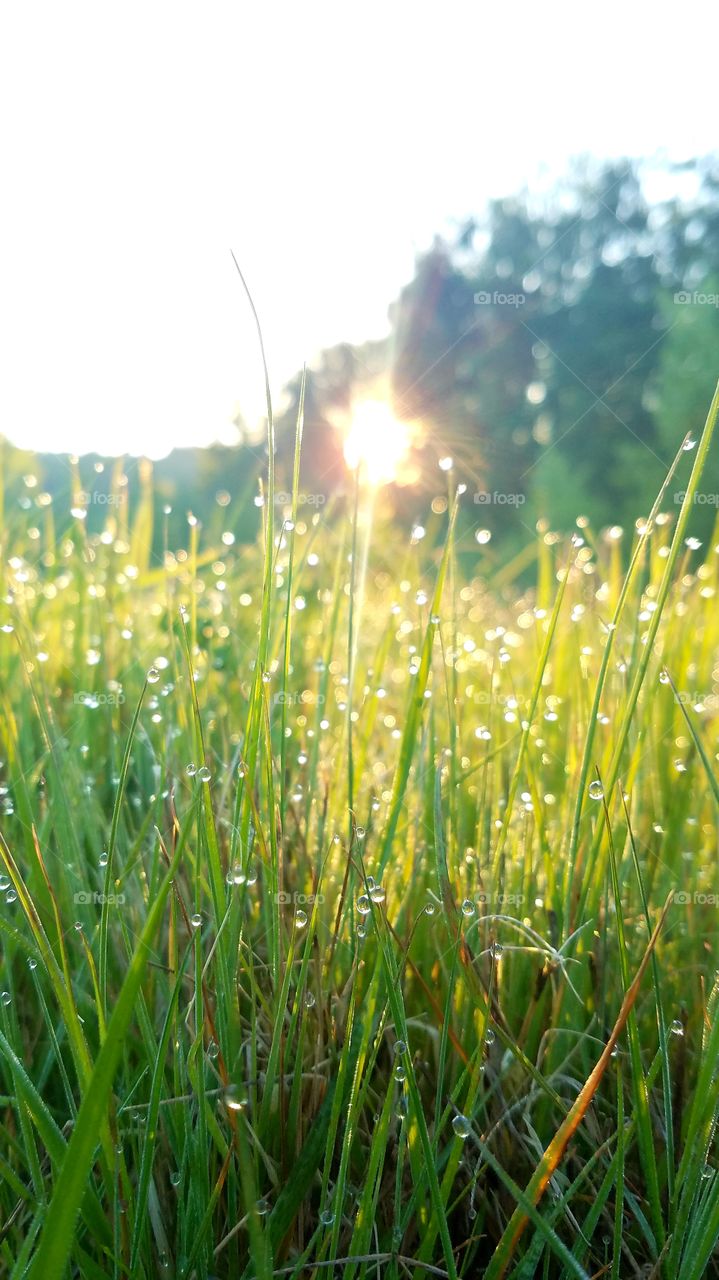 sun shine thrugh green grass.