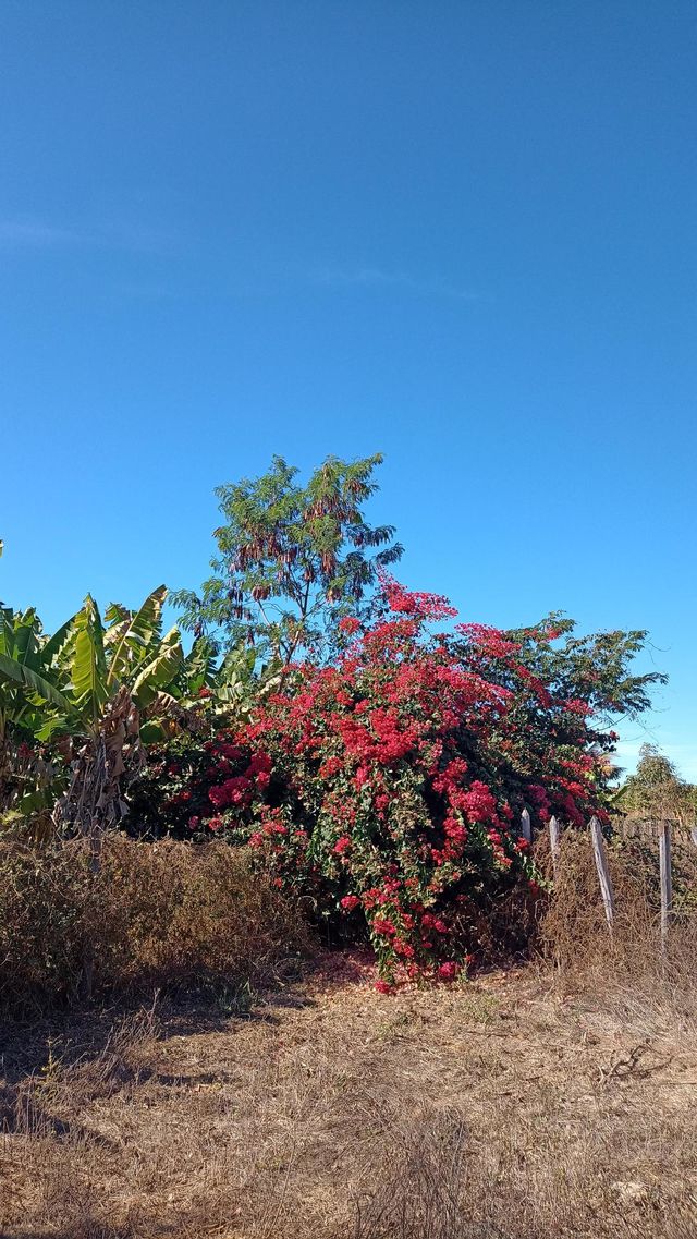 flowers and leaves
