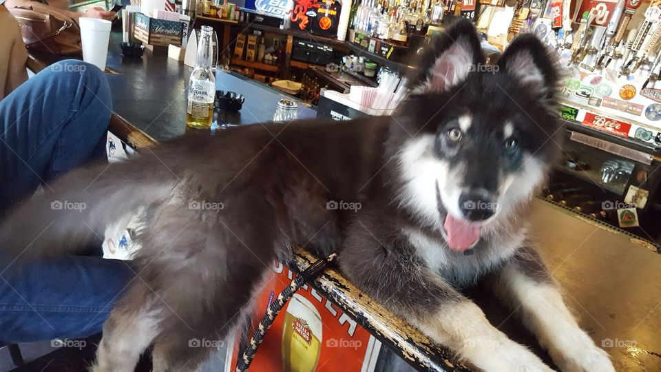 Mascot Bar Wolfdog