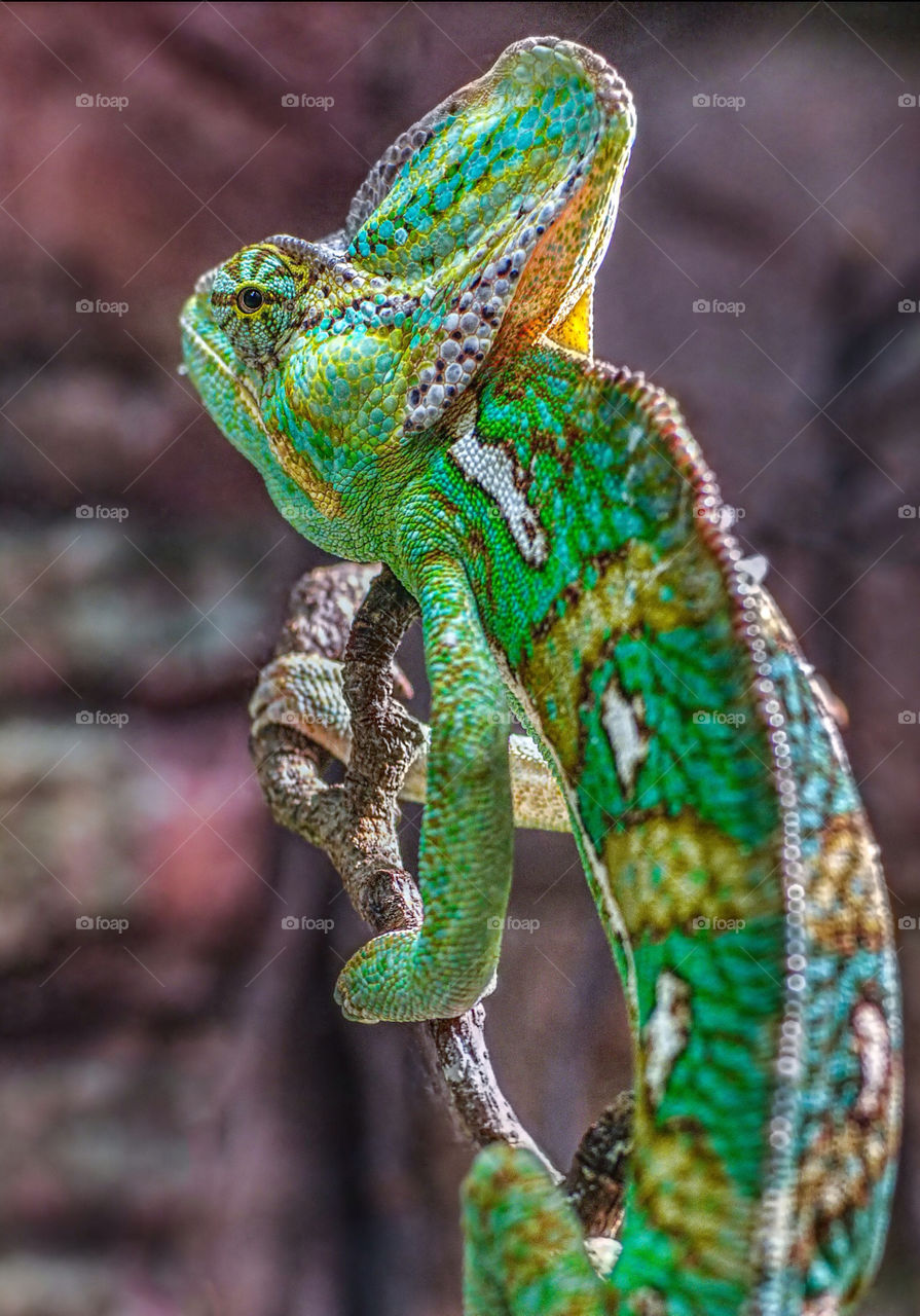 green closeup portrait chameleon by aliasant