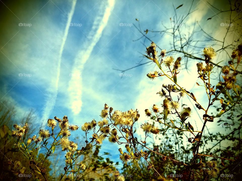 Flowers in Fall season