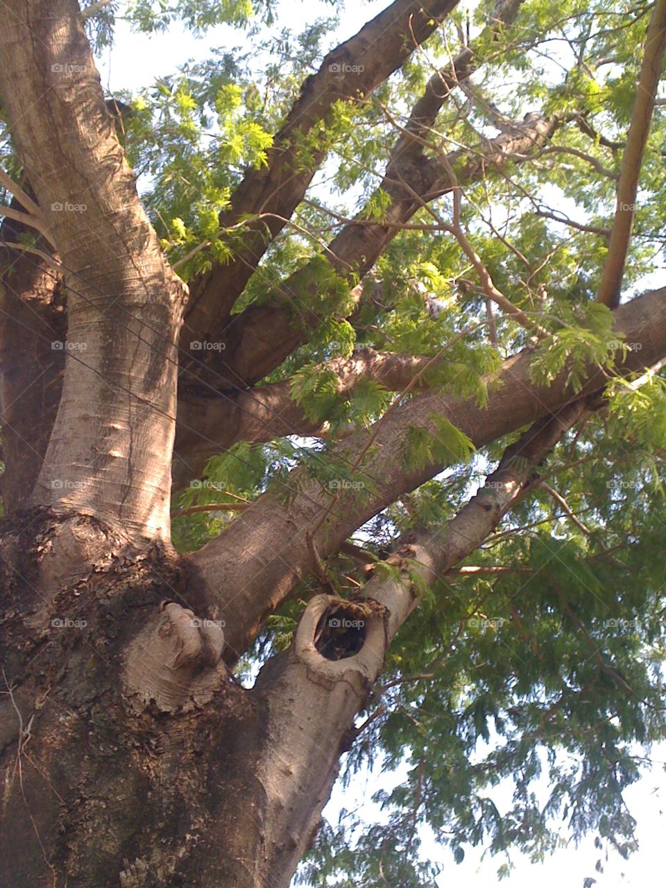 Árbol