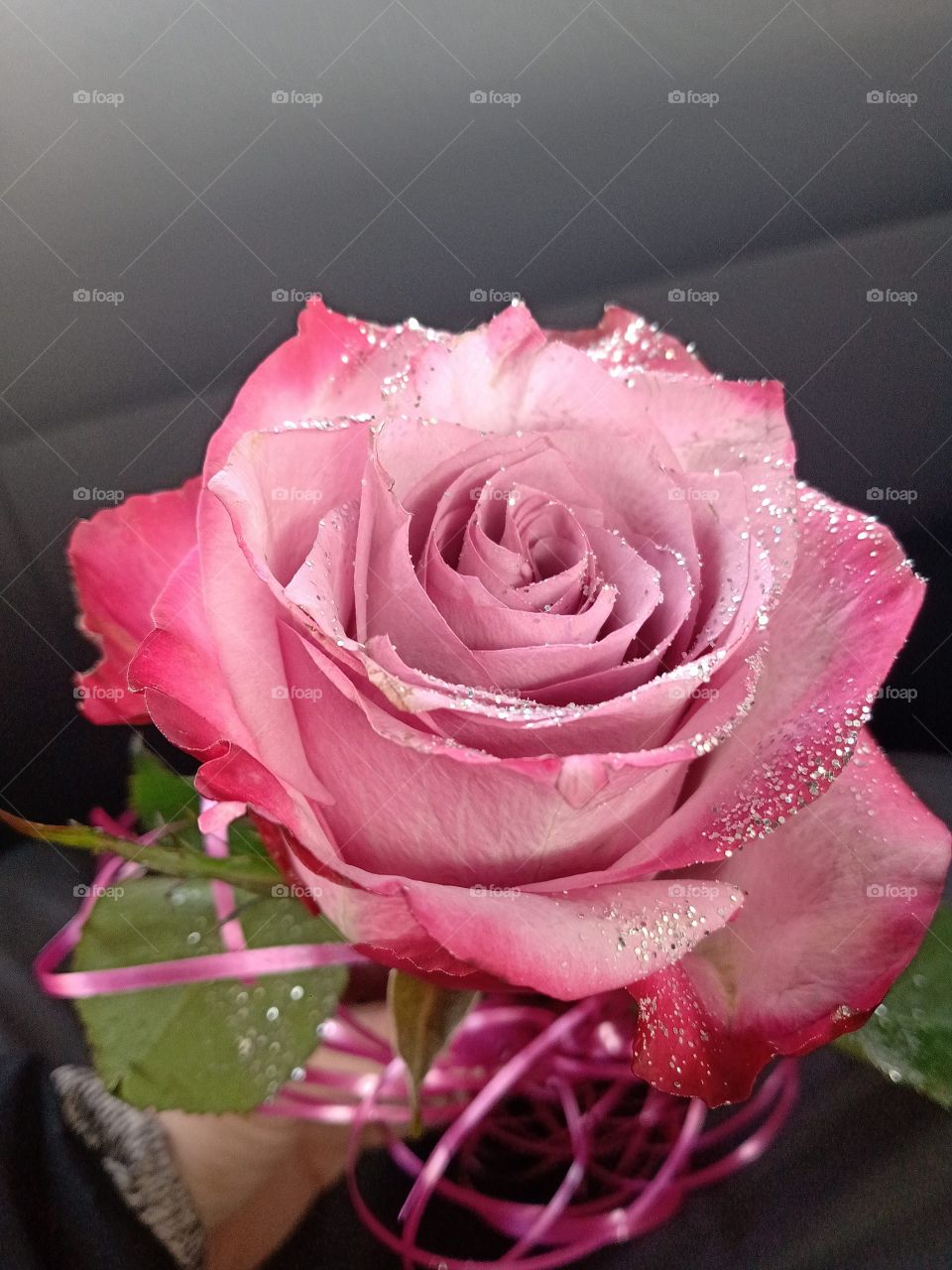 pink rose