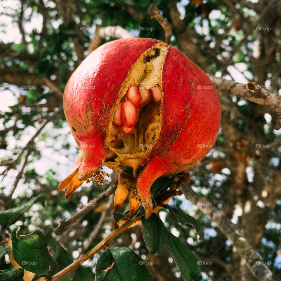 Close-up of pomegranate