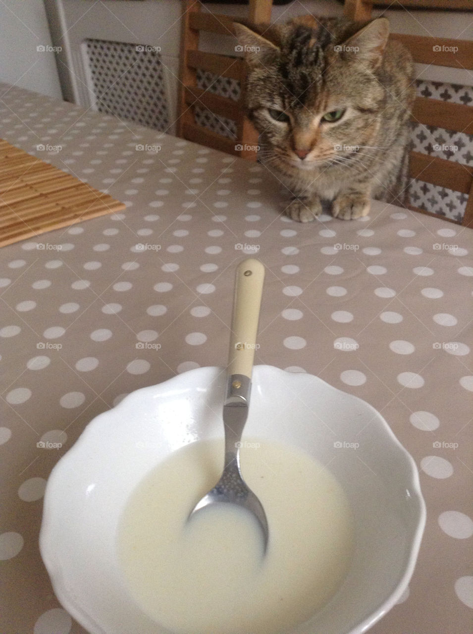 Kitty wants milk