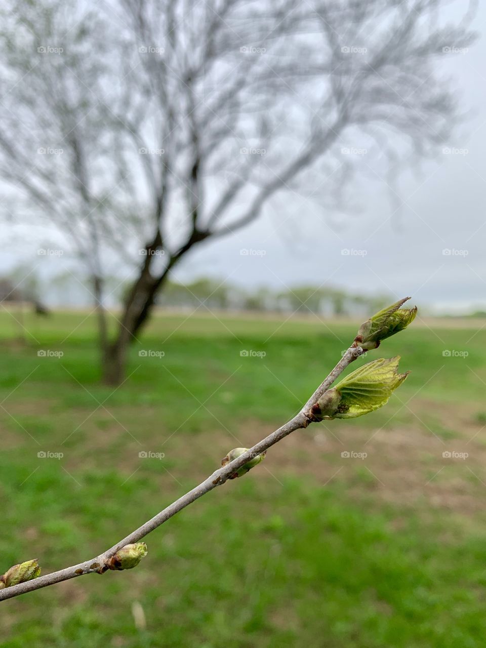 New leaves budding on a tree branch against a blurred rural background in early spring 