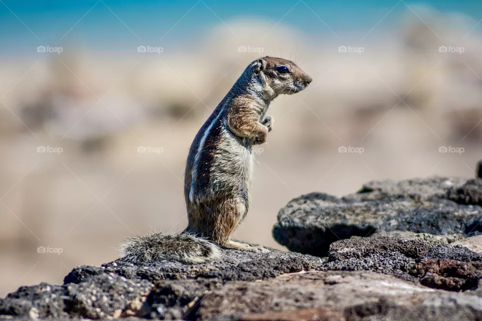Squirrel