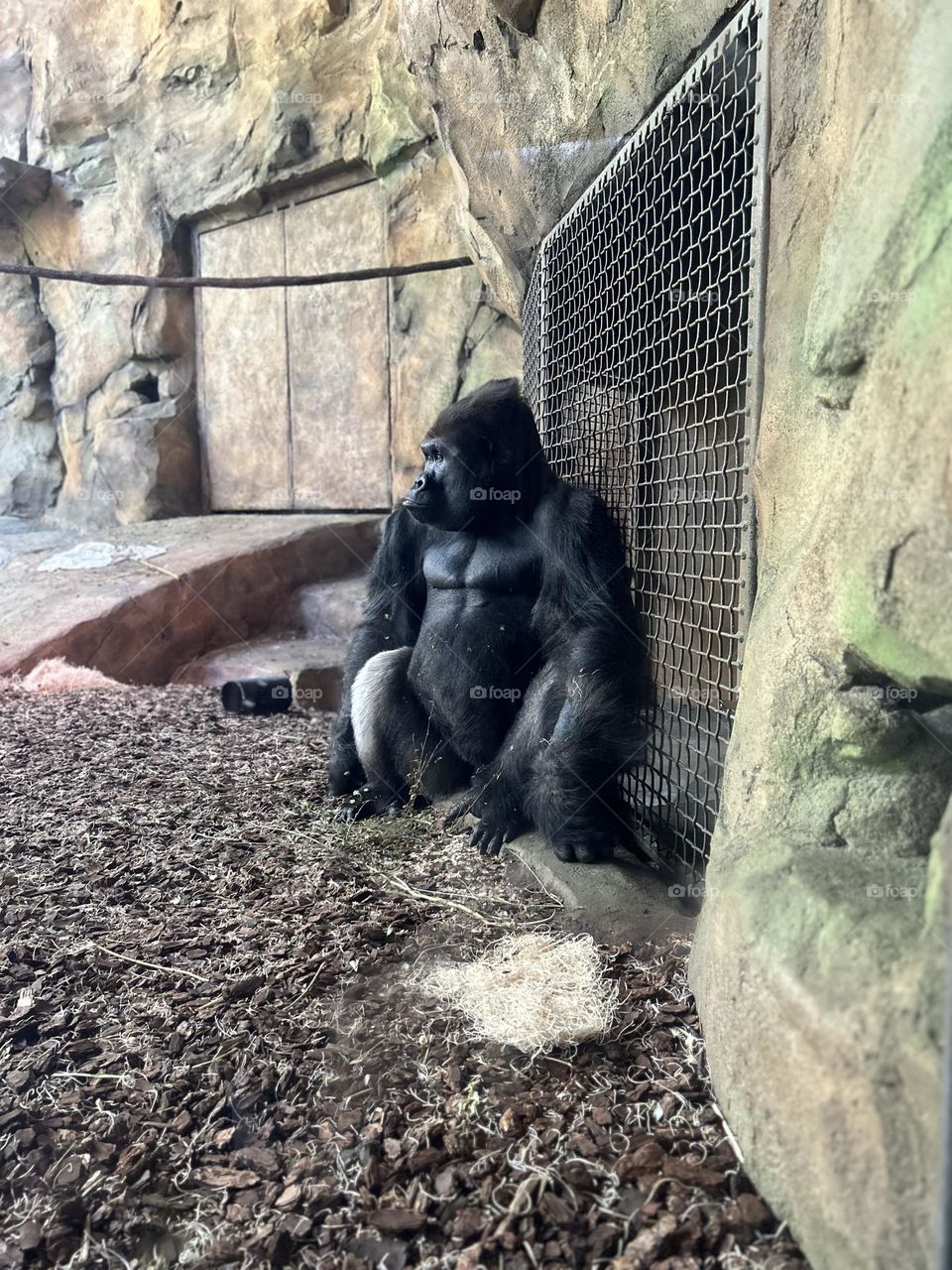 Loner Gorilla at the Cincinnati Zoo