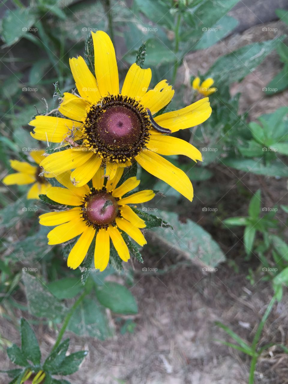 The caterpillar checking out a black eyed susan 