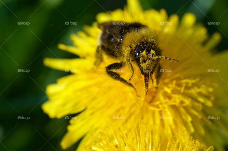 Bee Feeding From Flower