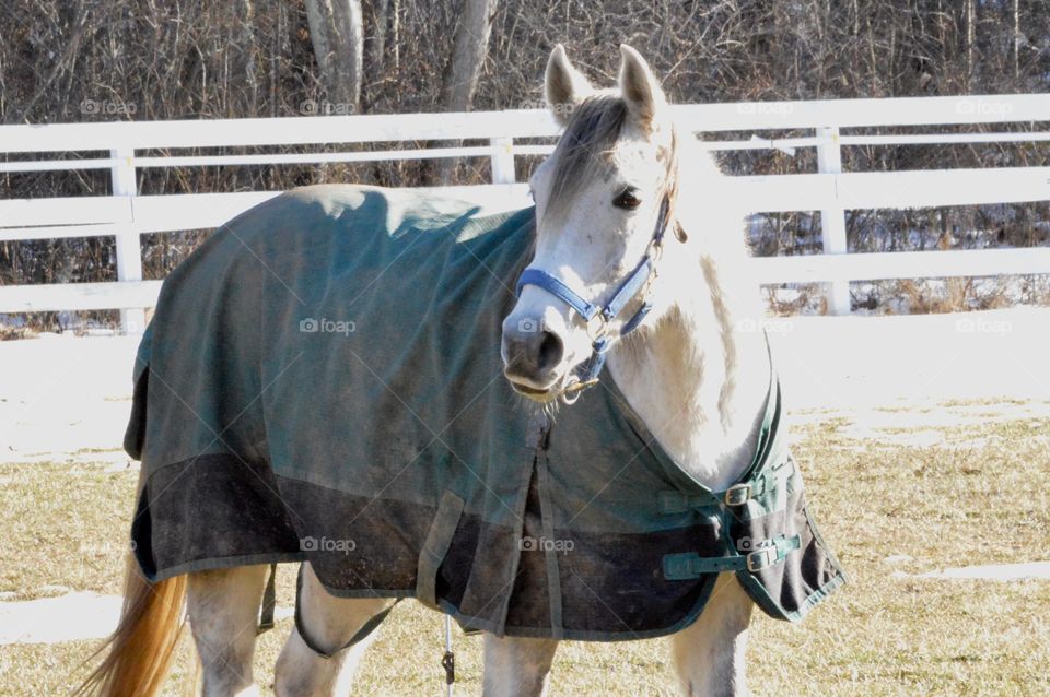 Majestic Horse 
