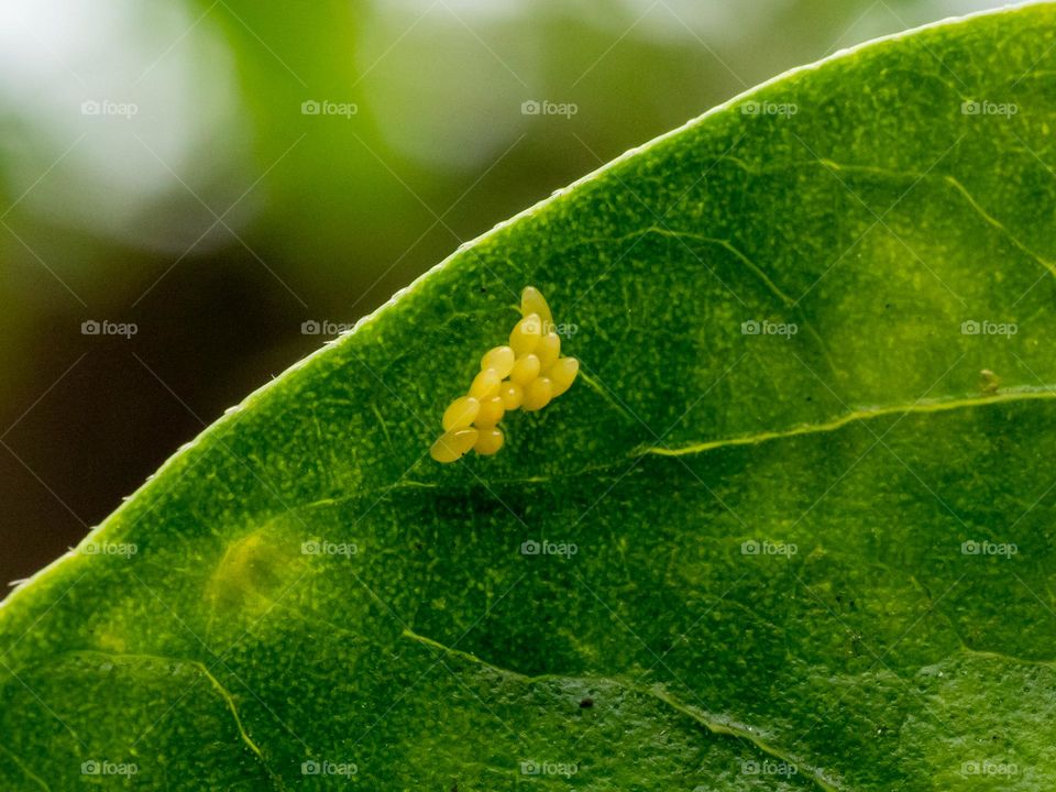 Ladybug Eggs