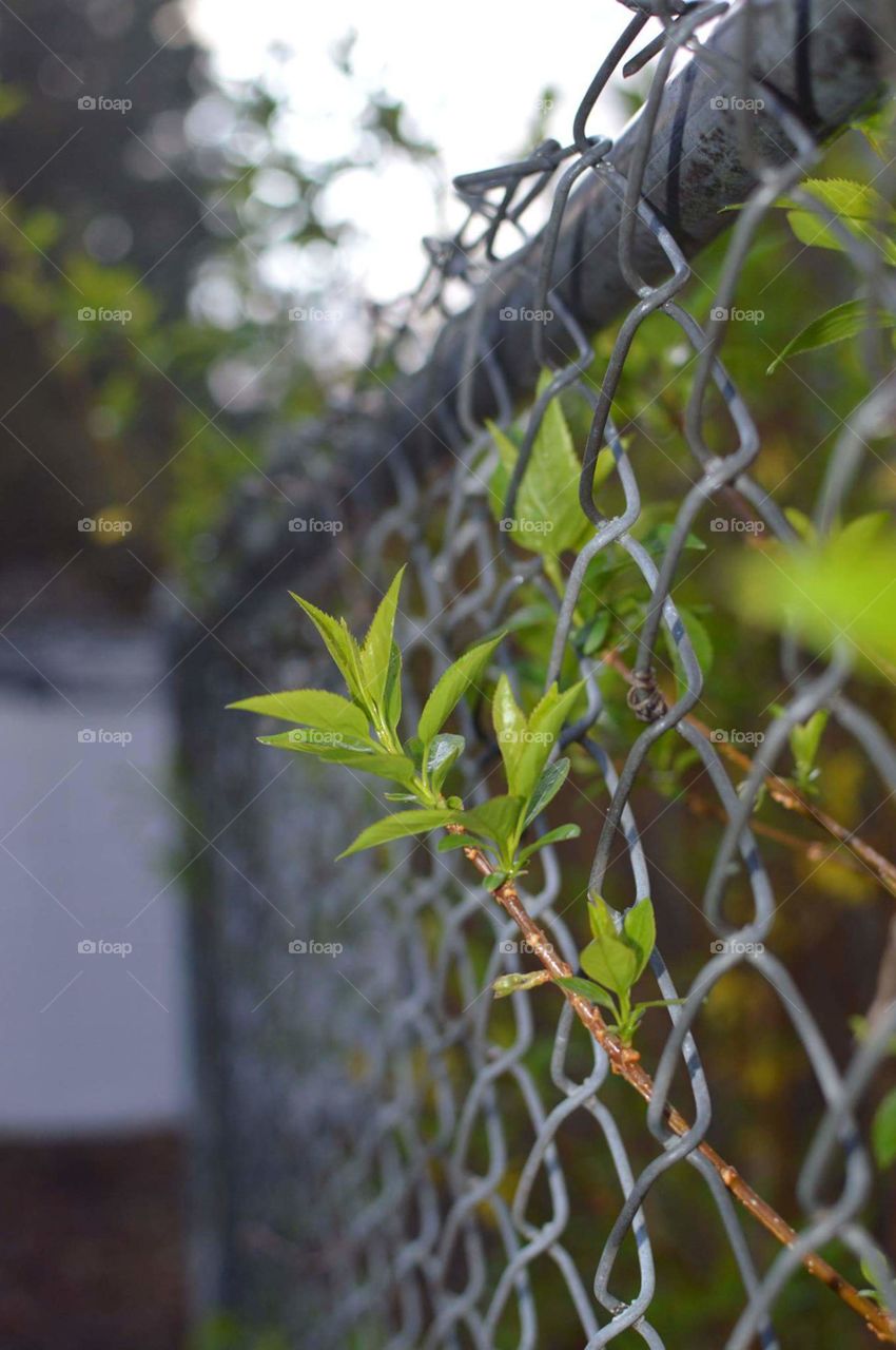 new green through the fence
