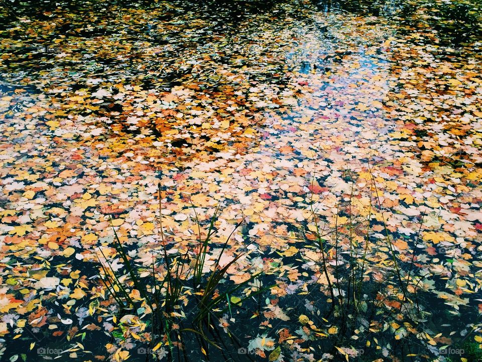 Fallen yellow leaves in the pond