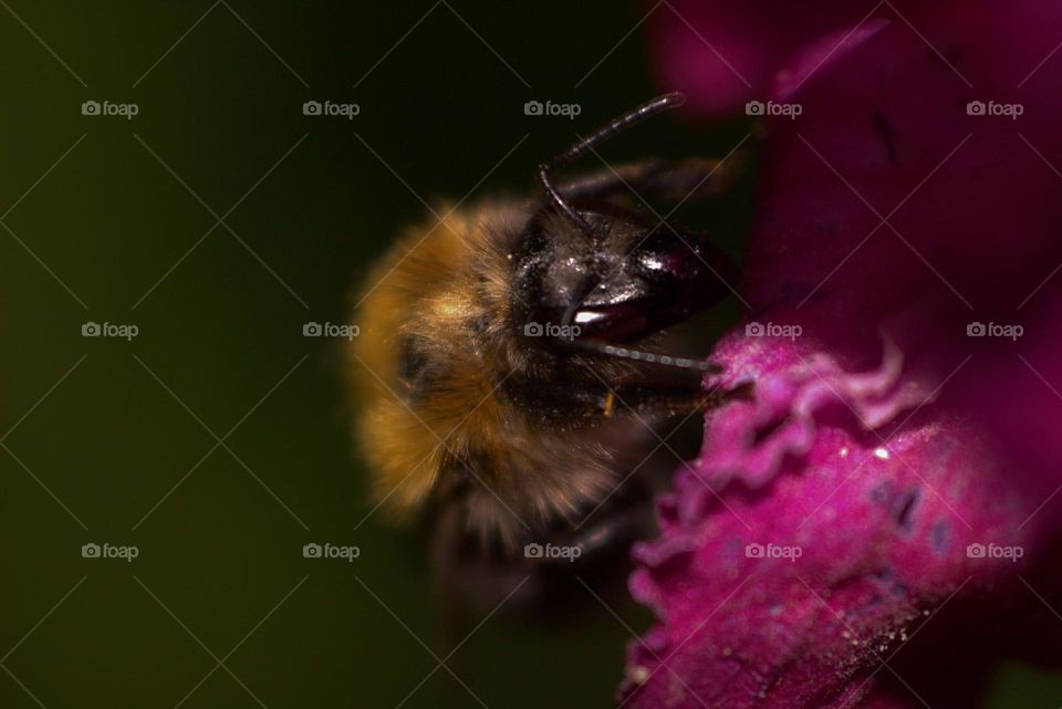 A bee resting on a flower,with its face and antenae visible.