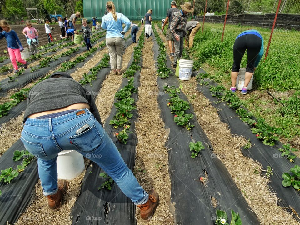 Picking Strawberries On A Small Family Farm
