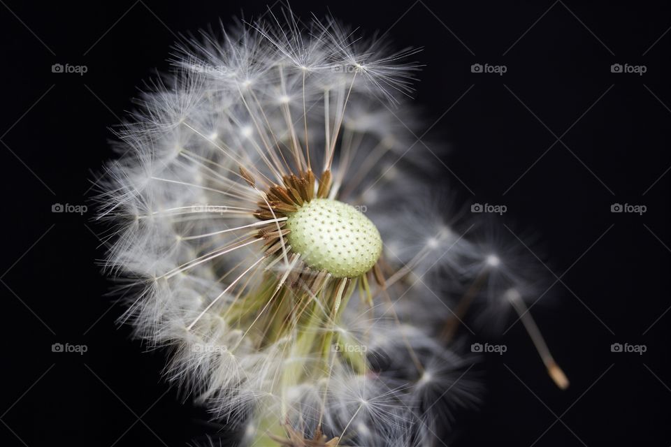 Close up of dandelion flower