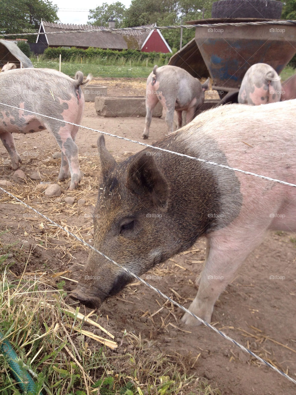 sweden pig animals farm by humla
