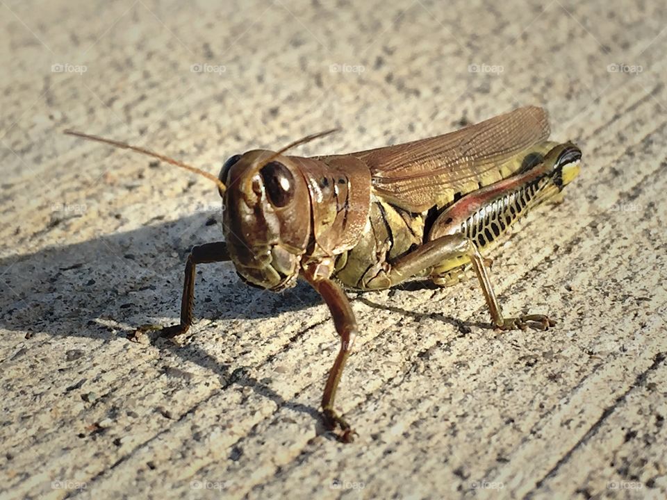 Closeup of a grasshopper