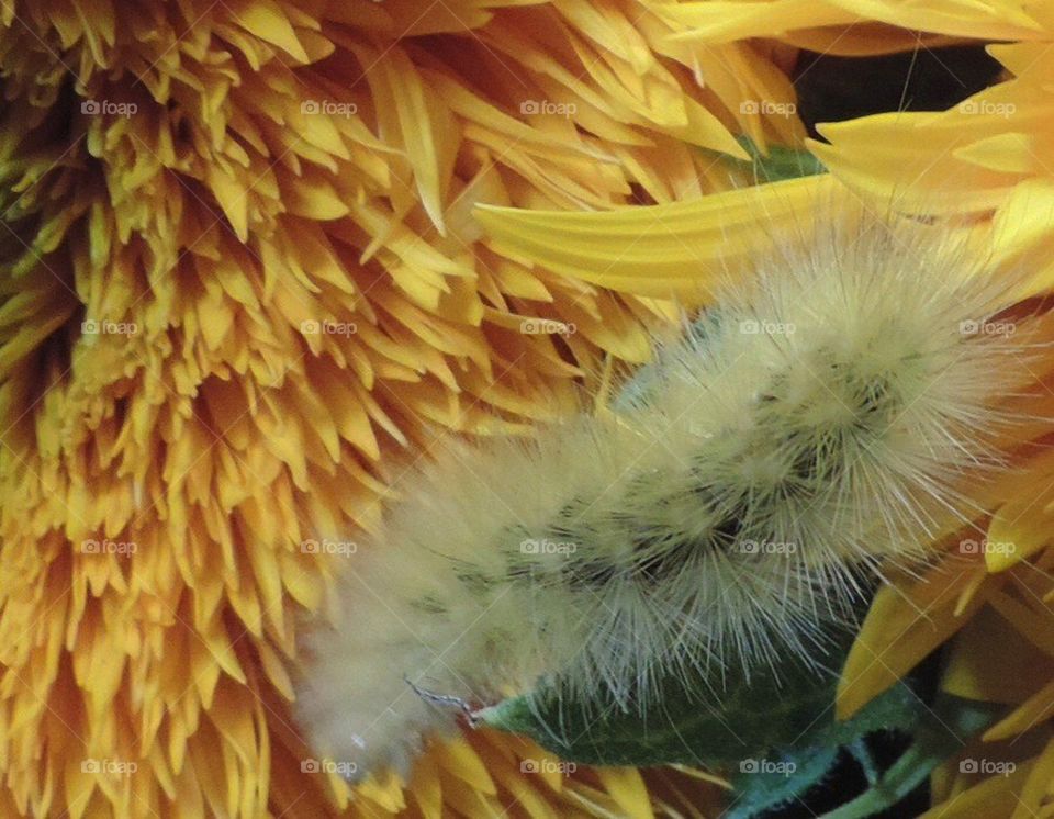 critters flower flowers teddy bear sunflower by 5hels