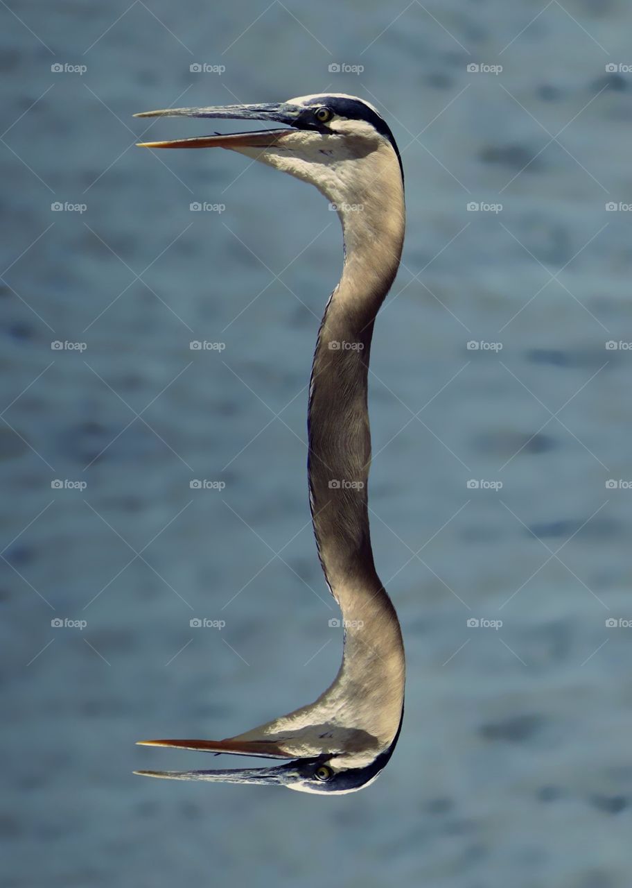 A unique photo of a Great Blue Heron in a mirror image.