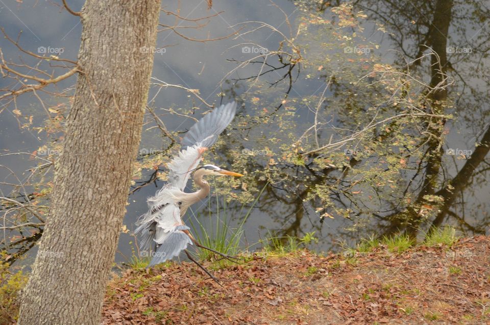 A colorful Great Blue Heron