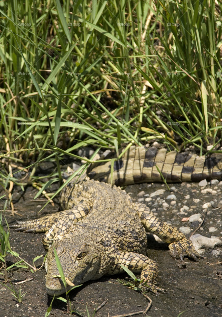 Crocodile in the bushes in Serengetti national park