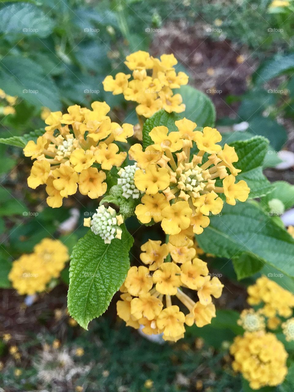 🌹 🇺🇸 Very beautiful flowers to brighten our day.  Live nature and its beauty. Did you like the delicate petals? / 🇧🇷 Flores muito bonitas para alegrar nosso dia. Viva a natureza e sua beleza. Gostaram das pétalas delicadas? 