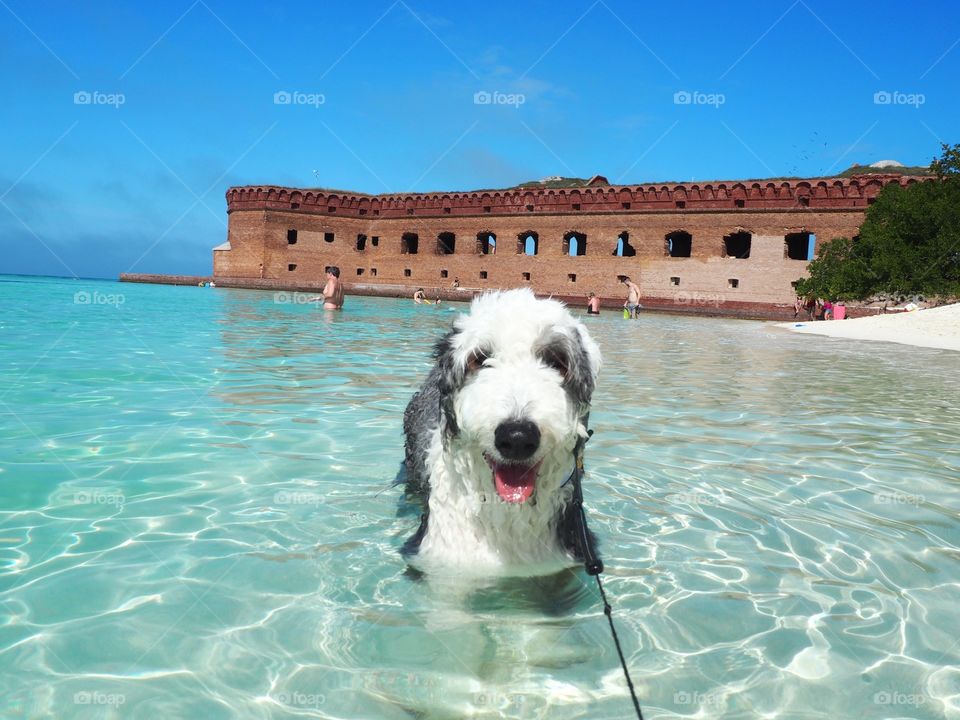 Doggie beach 